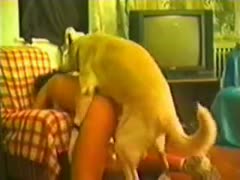Amazing collection of beastiality sex in which dogs screw novices